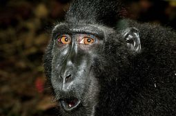Black crested macaque